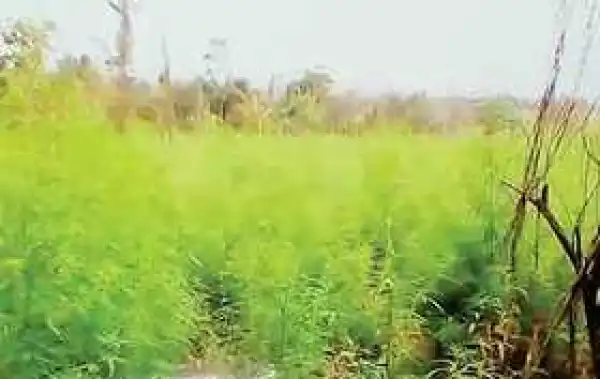 Policemen, NDLEA Officers Protect Cannabis Planters In Osu